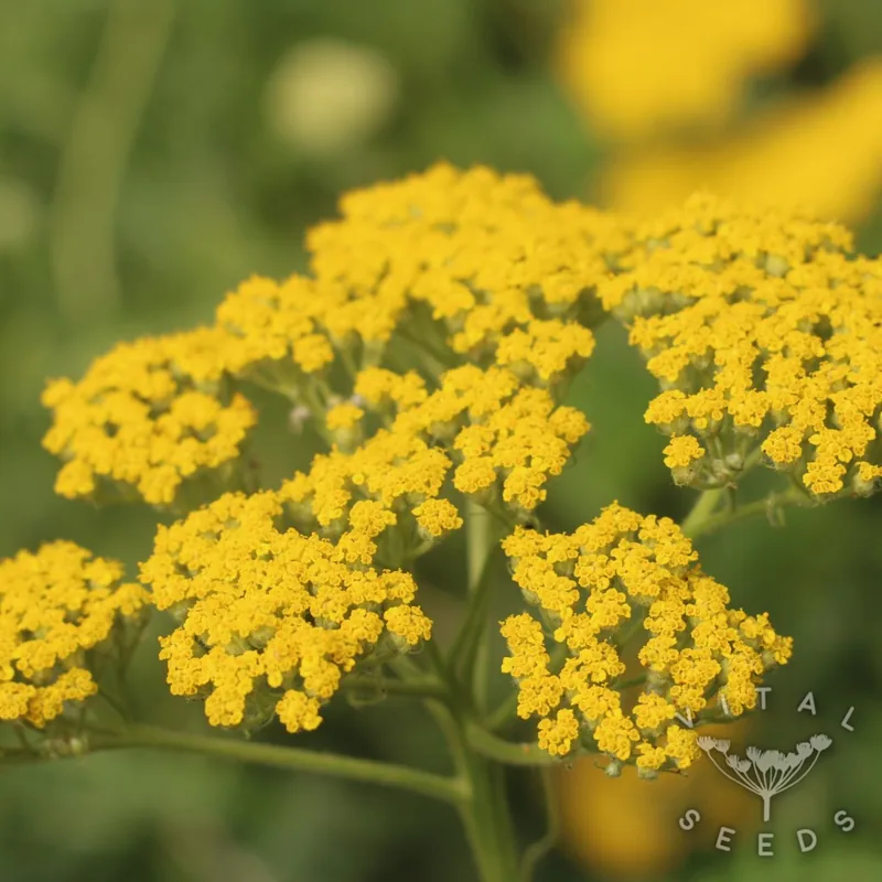 Parkers Variety (Organic)