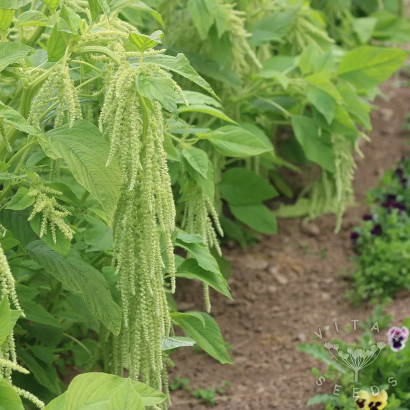 Green Tails (Organic)