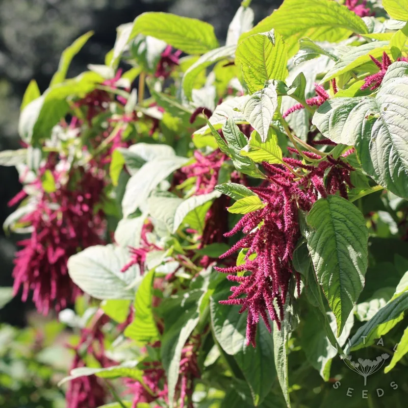Love Lies Bleeding