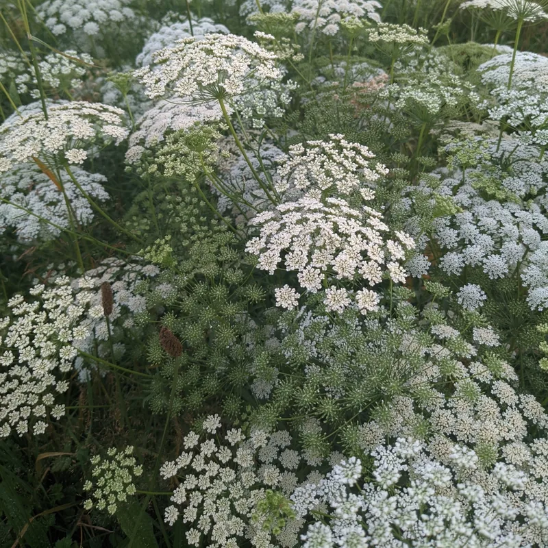 Ammi majus/ Bishop's Flower