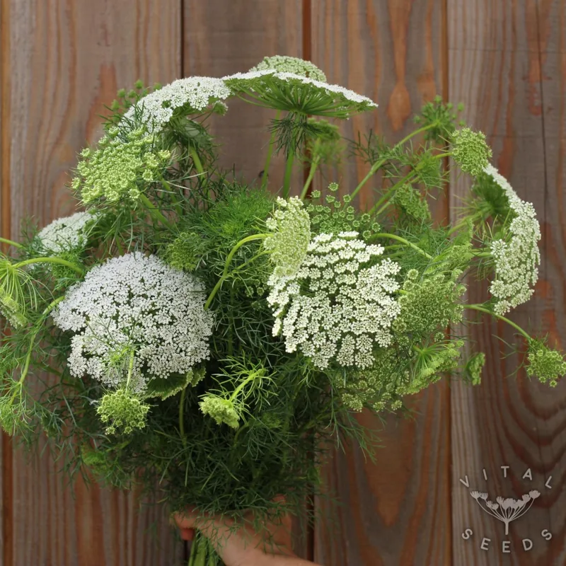 Green Mist