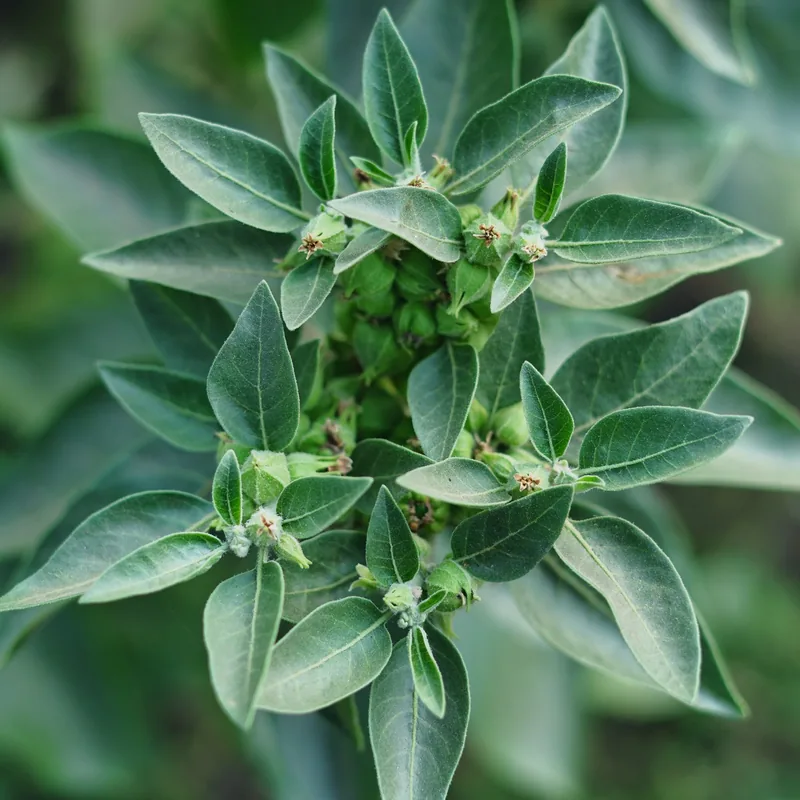Ashwagandha