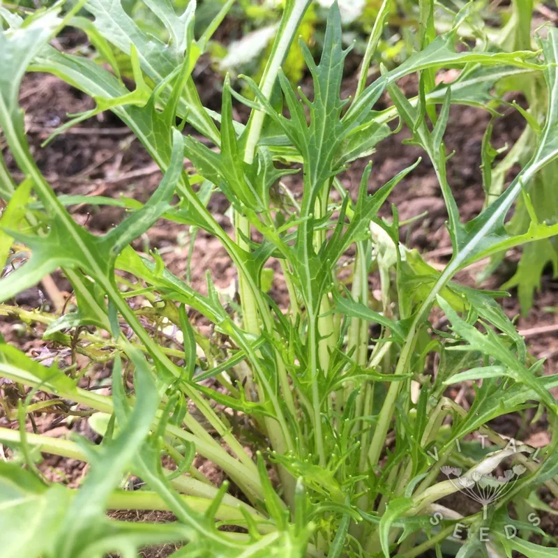 Mizuna