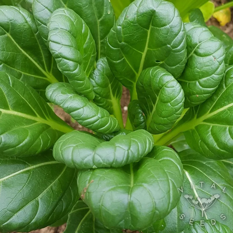 Tatsoi