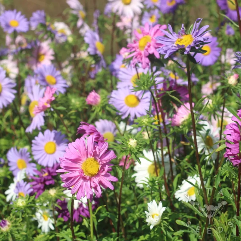 Single mix (Aster amellus), organic open-pollinated seeds.