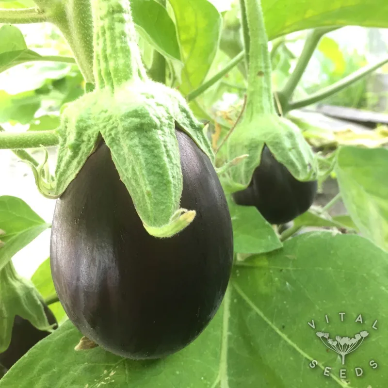 Black Beauty
