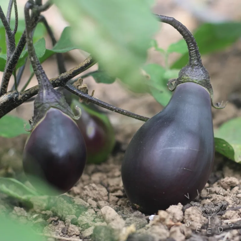 Early Black Egg (Organic)