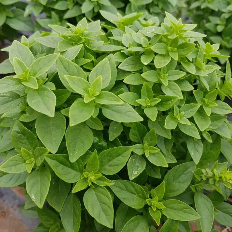 Greek (Bush)