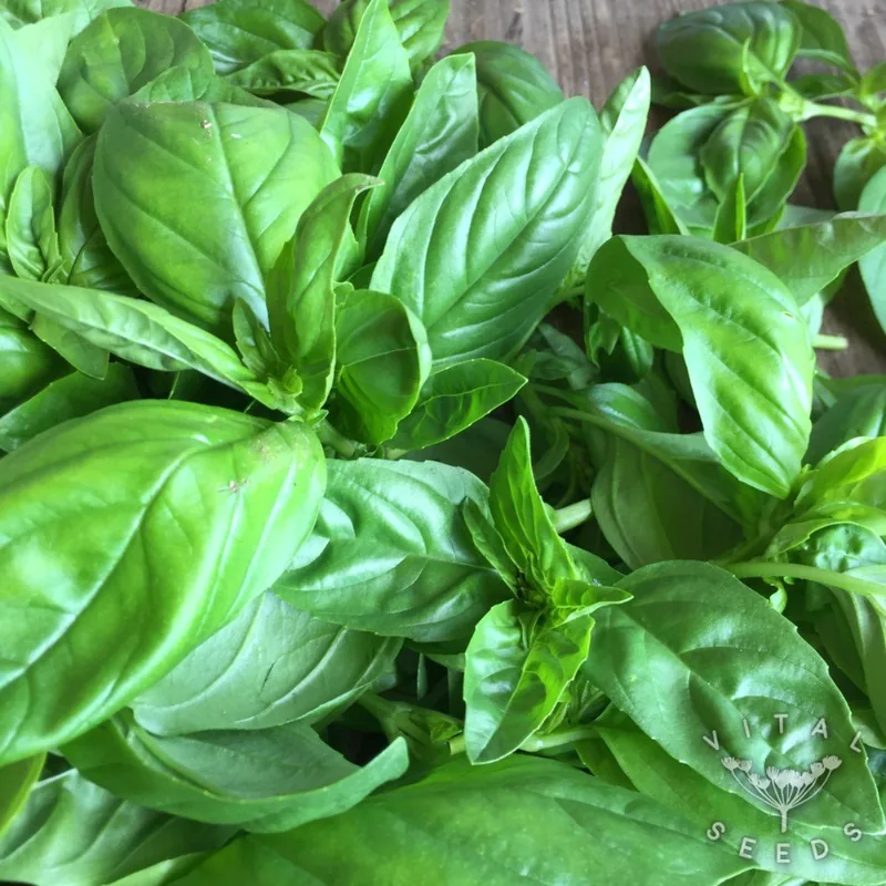 Sweet Genovese