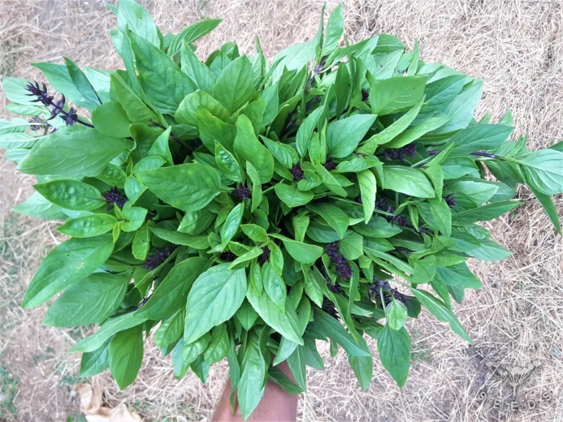 Thai (Ocimum basilicum), organic open-pollinated seeds.