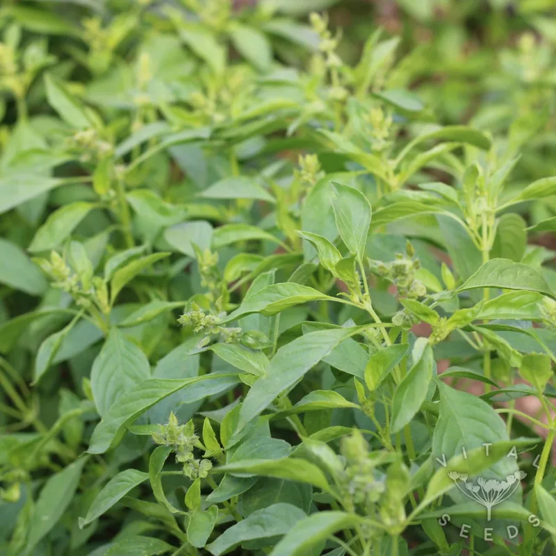 Tulsi