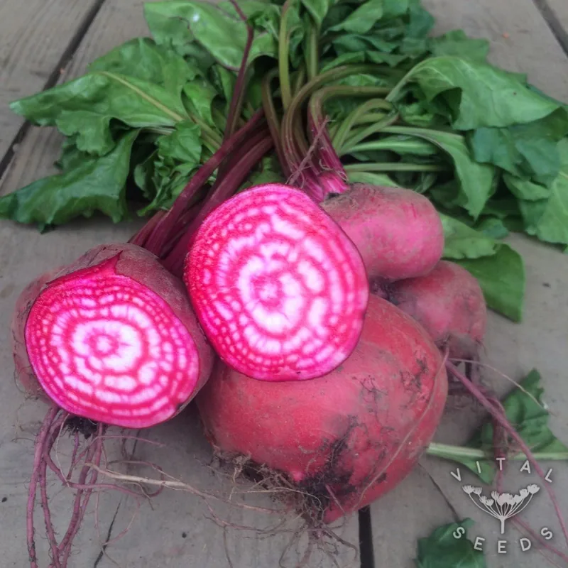 Chioggia (Beta vulgaris), organic open-pollinated seeds.