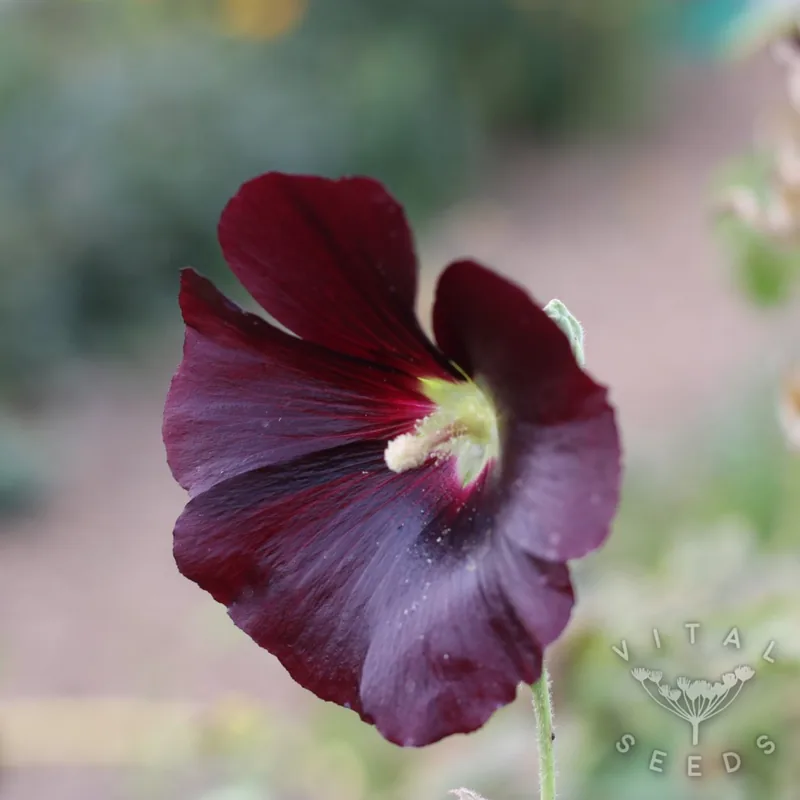 Black Hollyhock (Organic)