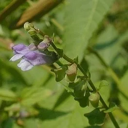 Blue Skullcap