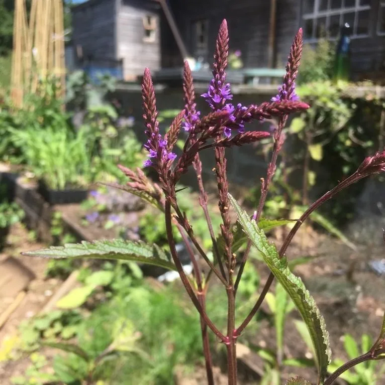 Blue Vervein