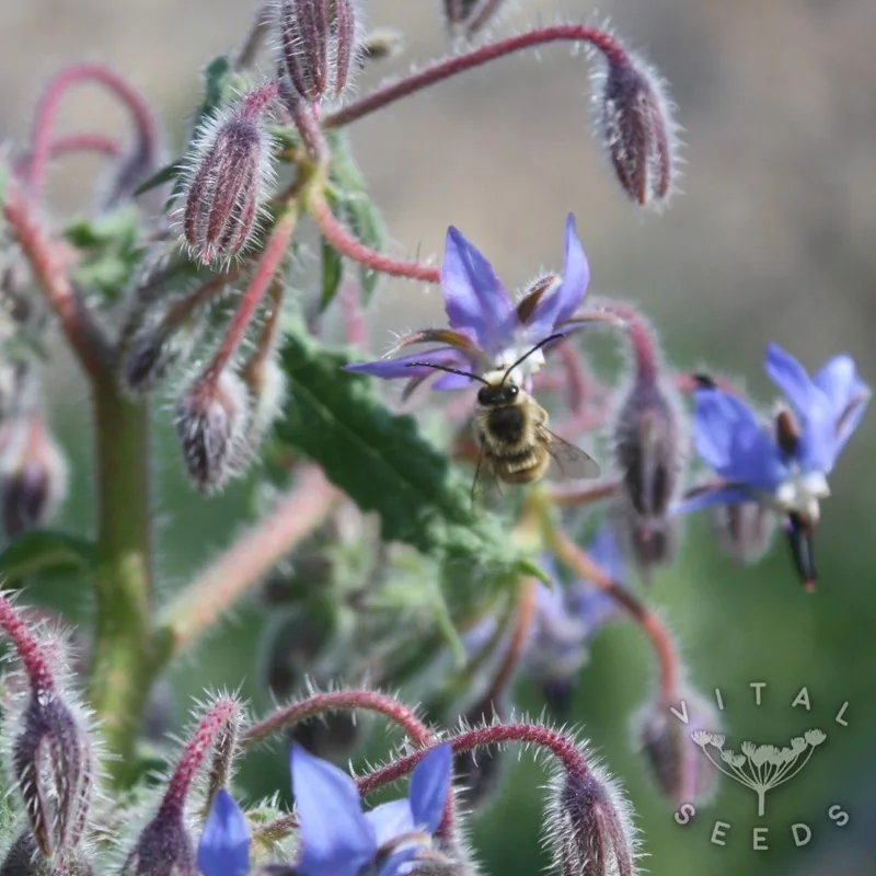 Borage