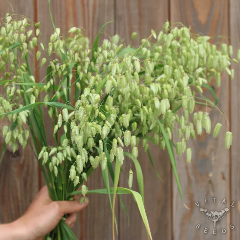 Greater Quaking Grass
