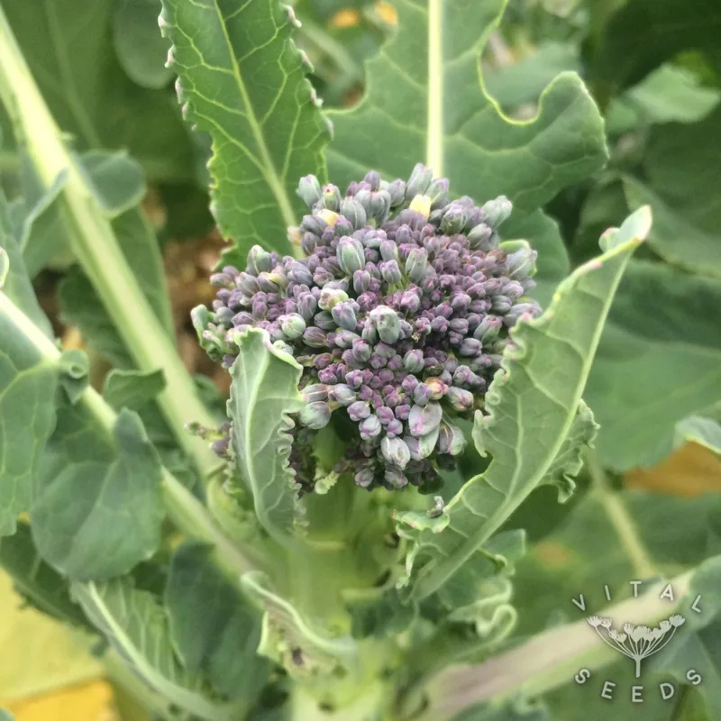 Early purple