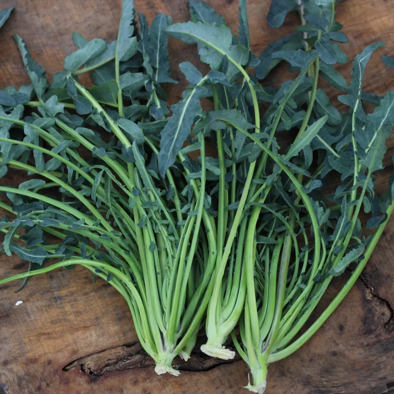 Fiolaro di Creazzo
