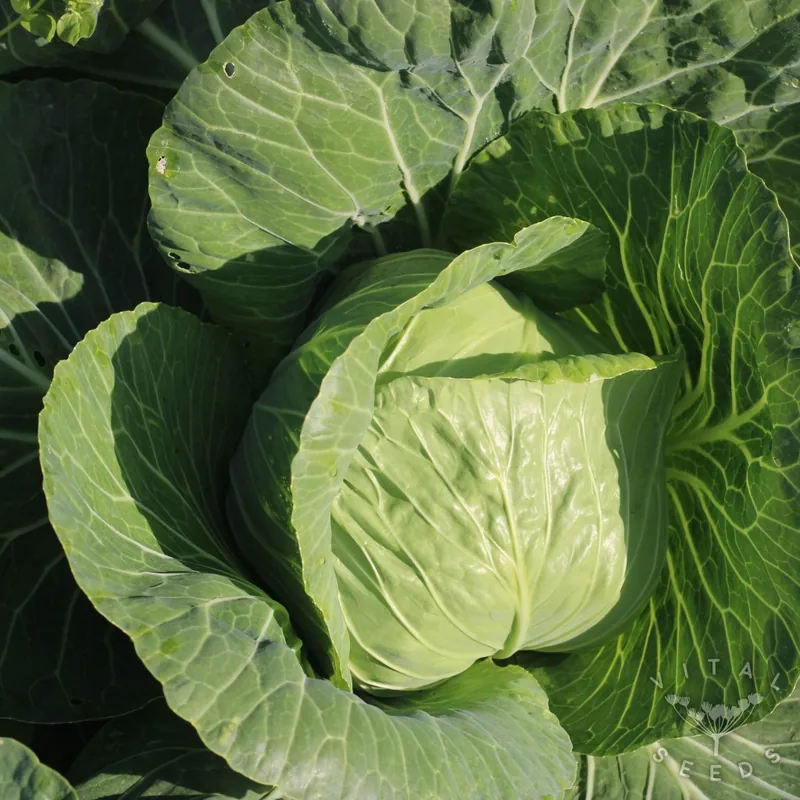Derby Day (Brassica oleracea), organic open-pollinated seeds.