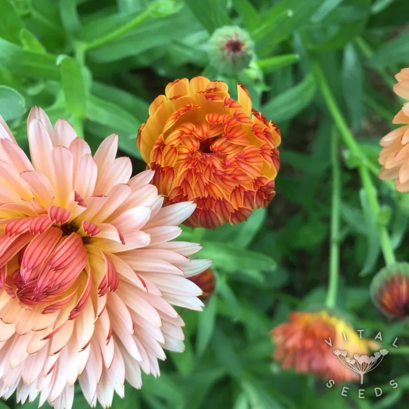 Triangle Flashback / Zeolights (Calendula officinalis), organic open-pollinated seeds.