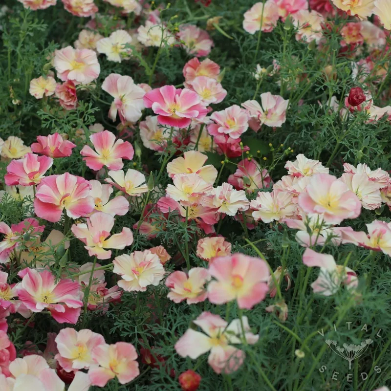 Appleblossom Chiffon