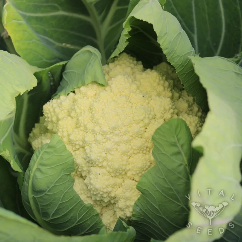 Snowball (Brassica oleracea), organic open-pollinated seeds.