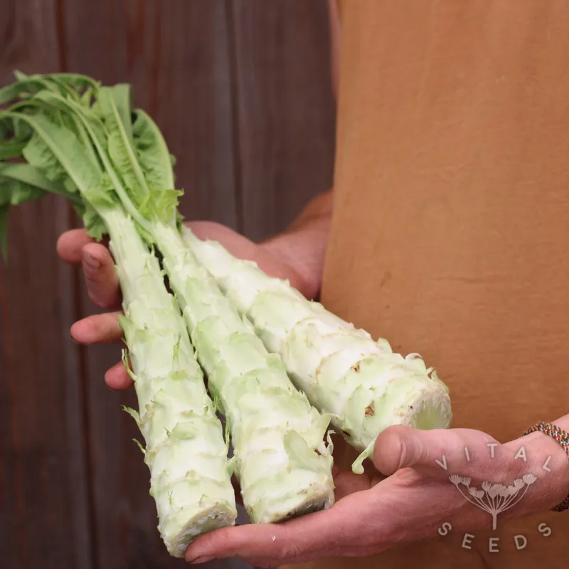 Celtuce (Organic)