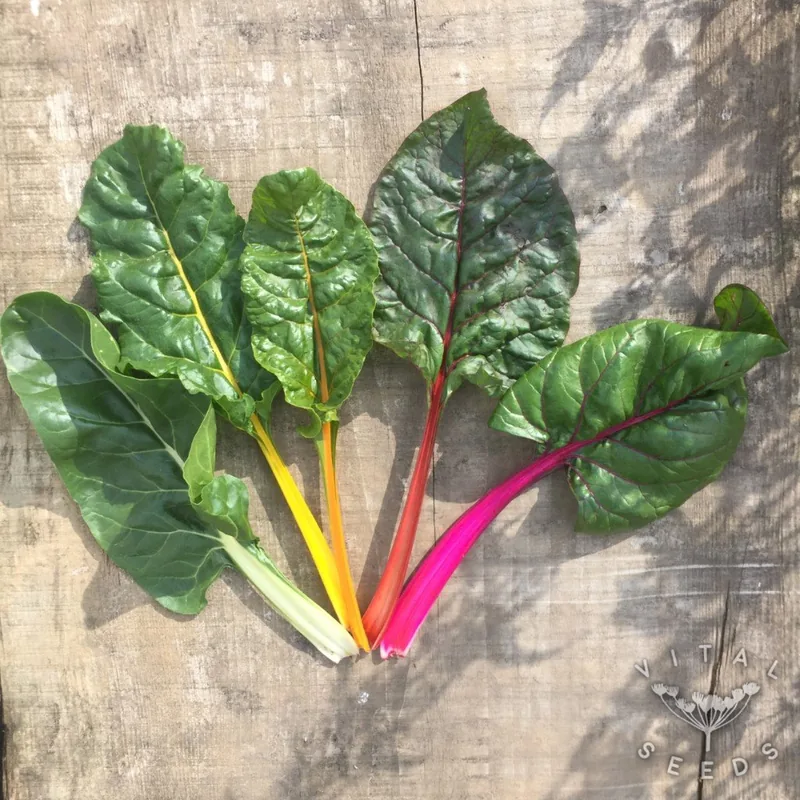 Five colours (Beta vulgaris), organic open-pollinated seeds.