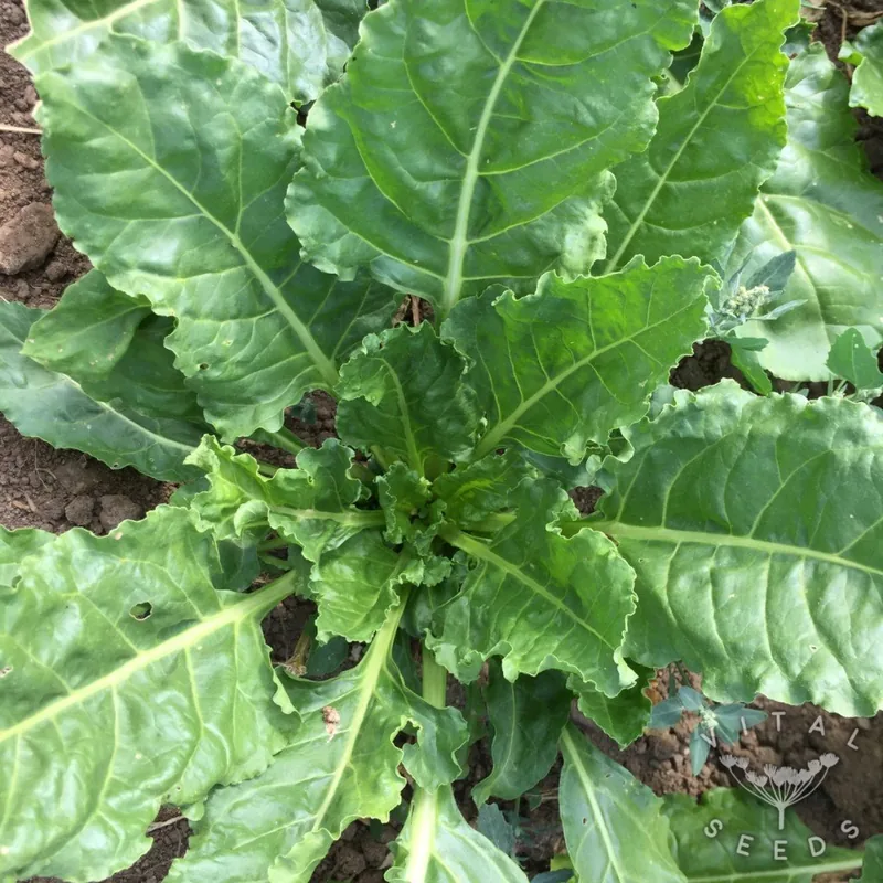Perpetual spinach/ Erbette