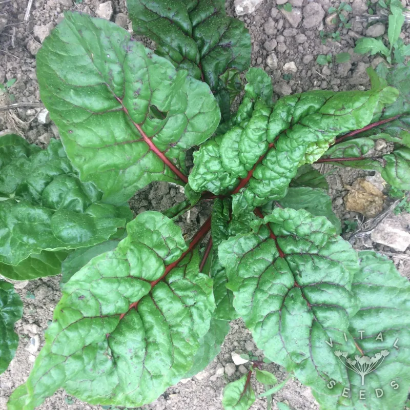 Rhubarb