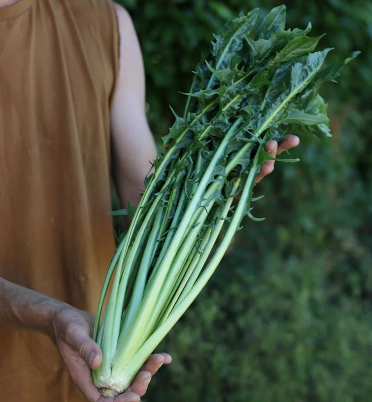 Catalogna Gigante di Chioggia (SM4.32)