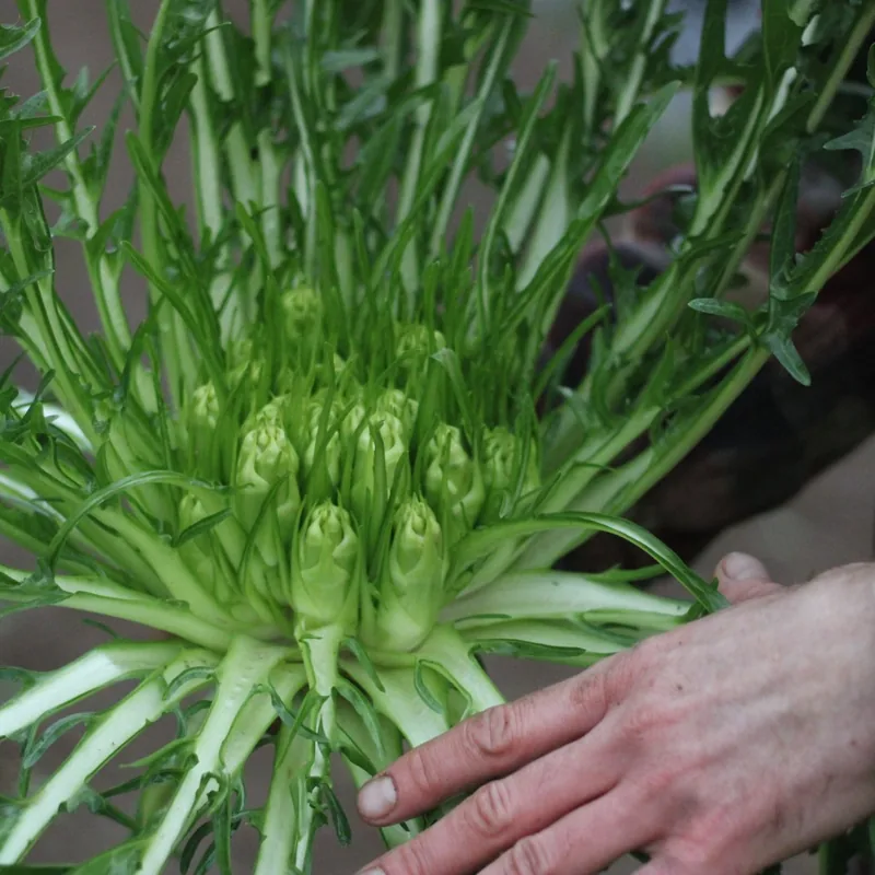 Puntarelle (SM4.33)