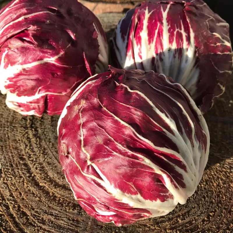 Radicchio '506 TT'