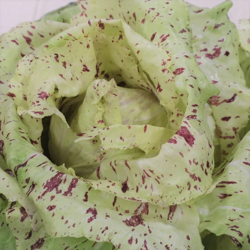 Radicchio Castelfranco (SM4.18)