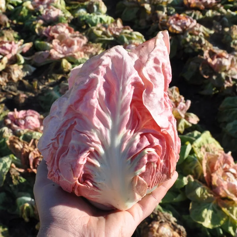 Radicchio Rosa 'Jolanda'