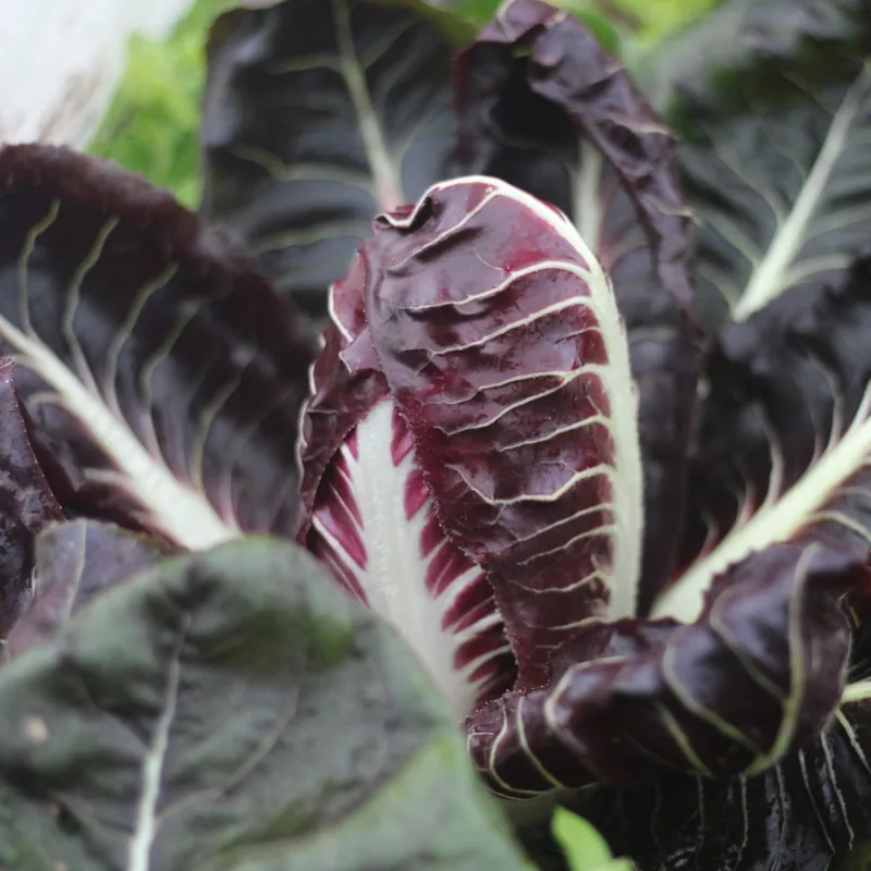 Radicchio Treviso Early (SM4.10)