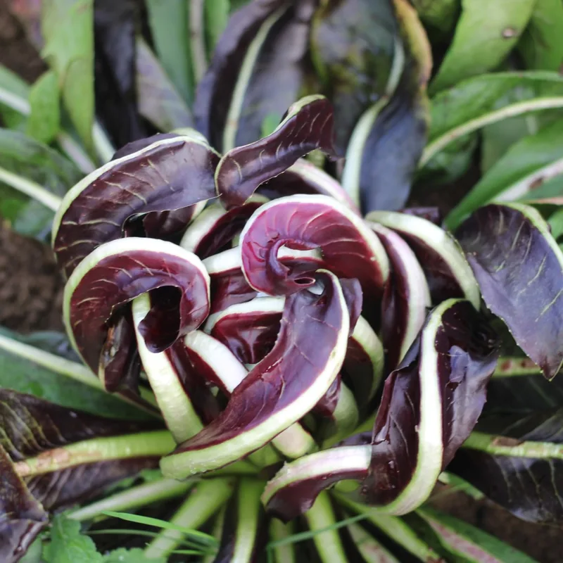 Radicchio Treviso Late  (SM4.75 - Forcing)