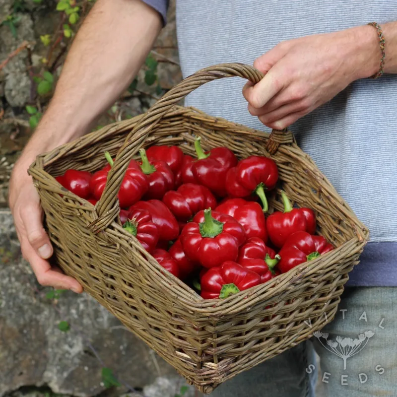Adam's Sweet and Hot (Organic)