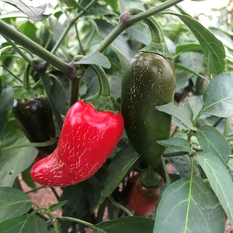 Jalapeno, Early