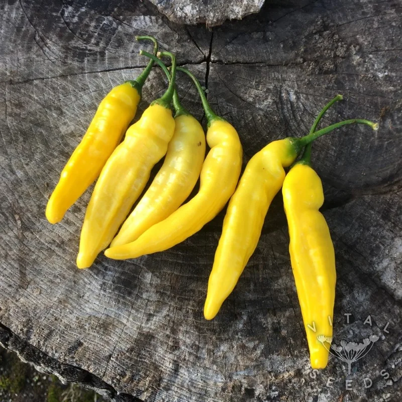 Lemon Drop (Capsicum annum), organic open-pollinated seeds.