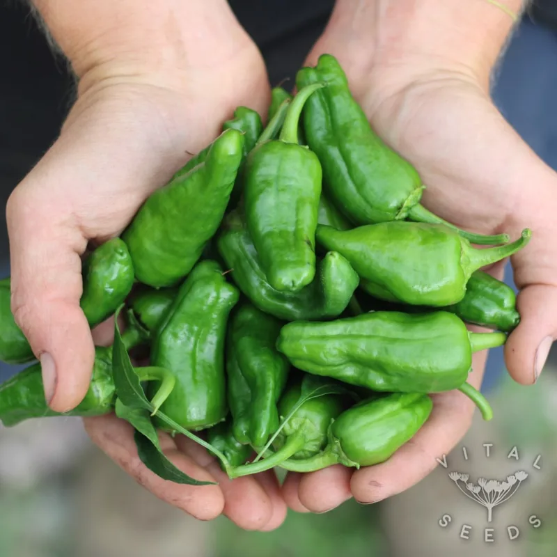 Padron (Capsicum annum), organic open-pollinated seeds.