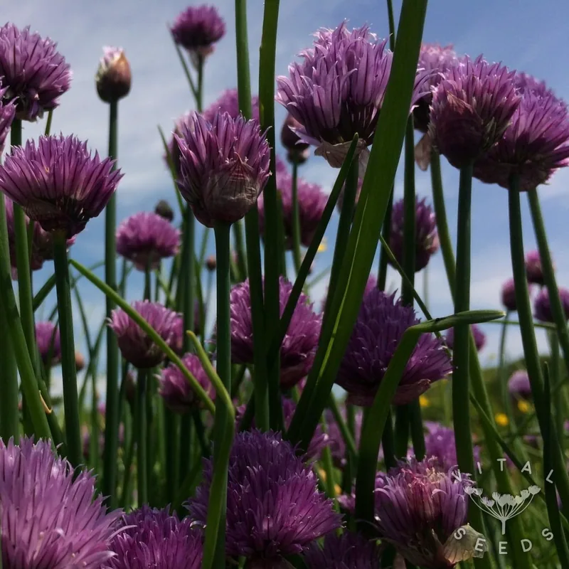 Common Chives