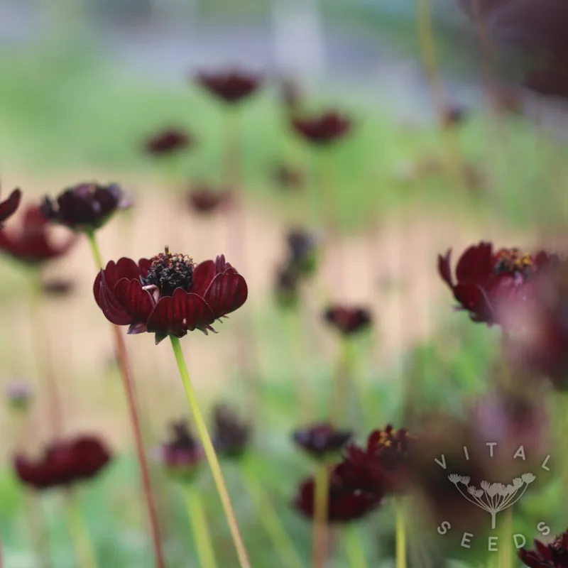 Chocolate Cosmos