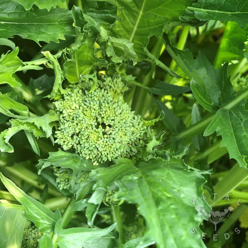 Cento-­cinquanta (Organic)