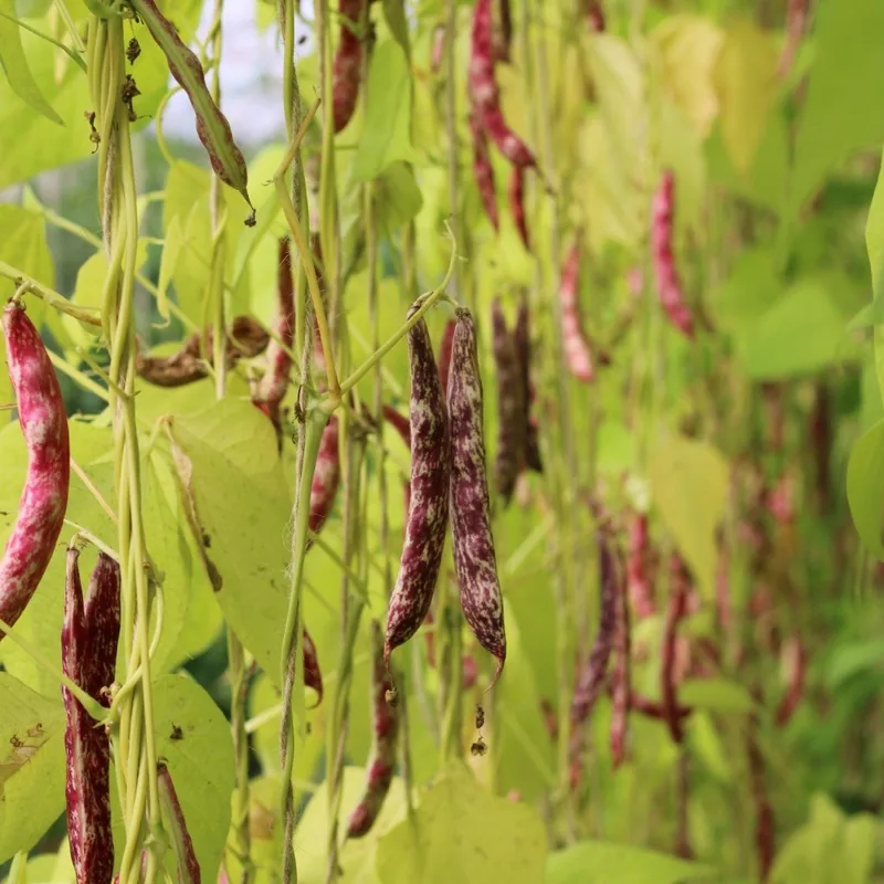 Borlotti