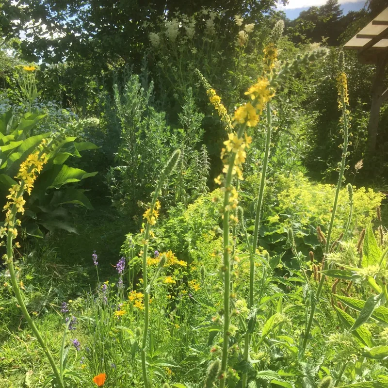 Agrimonia eupatoria