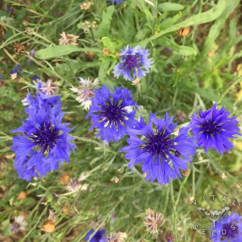 Blue (Centaurea cyanus), organic open-pollinated seeds.