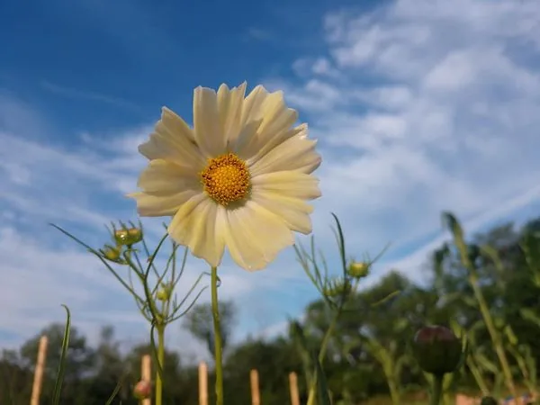Kiiro (Cosmos bipinnatus), organic open-pollinated seeds.