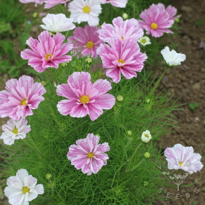 Pink Mosaic (Organic)
